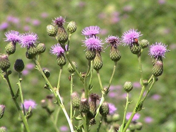 Canada Thistle