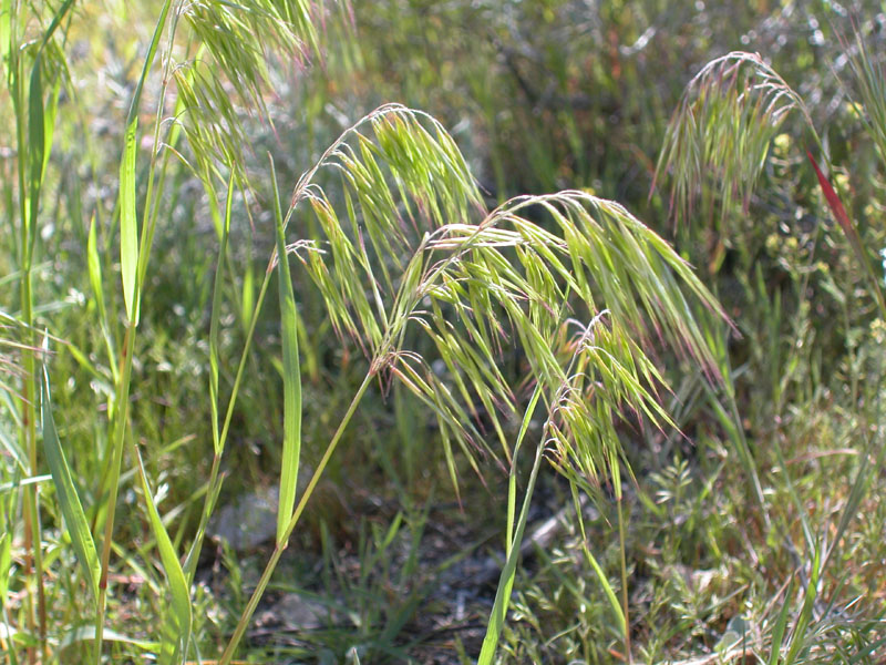 Cheatgrass