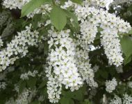 European Bird Cherry