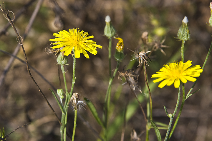 Narrowleaf Hawksbeard