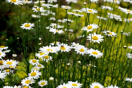 Oxeye Daisy