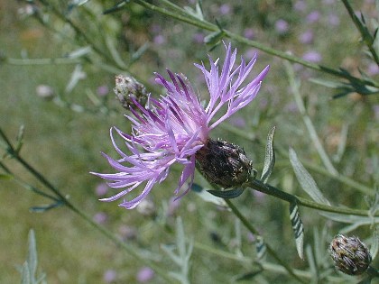 Spotted Knapweed