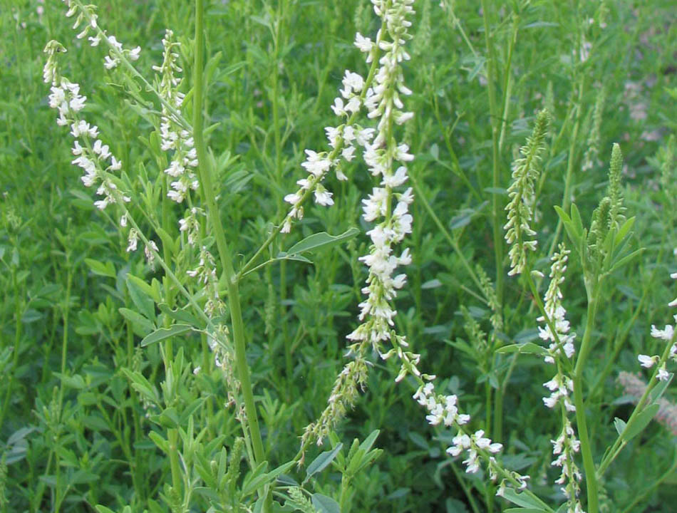 White Sweetclover