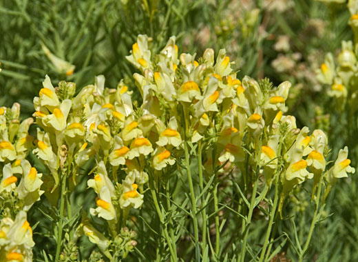 Yellow  Toadflax